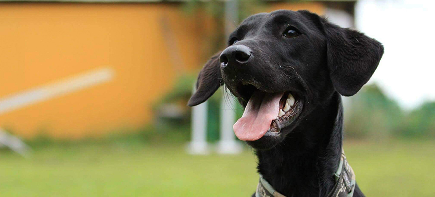 せいろうドッグスクール