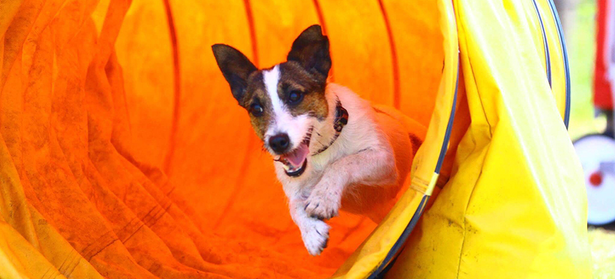 せいろうドッグスクール