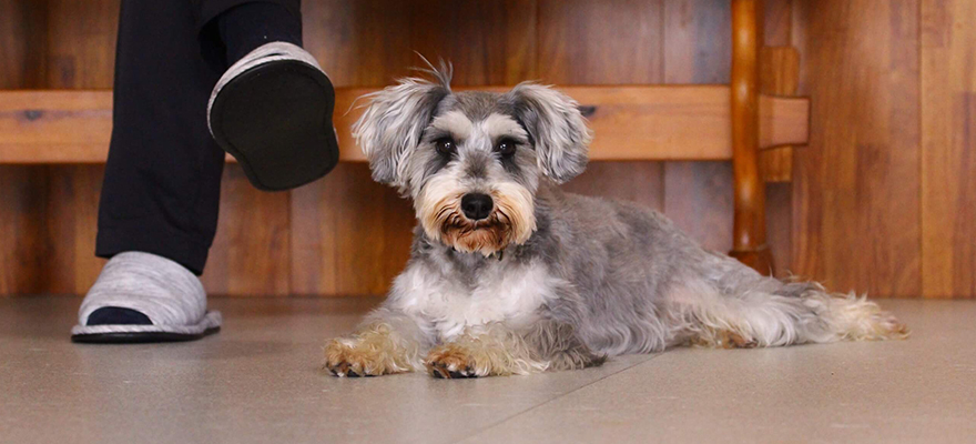 せいろうドッグスクール