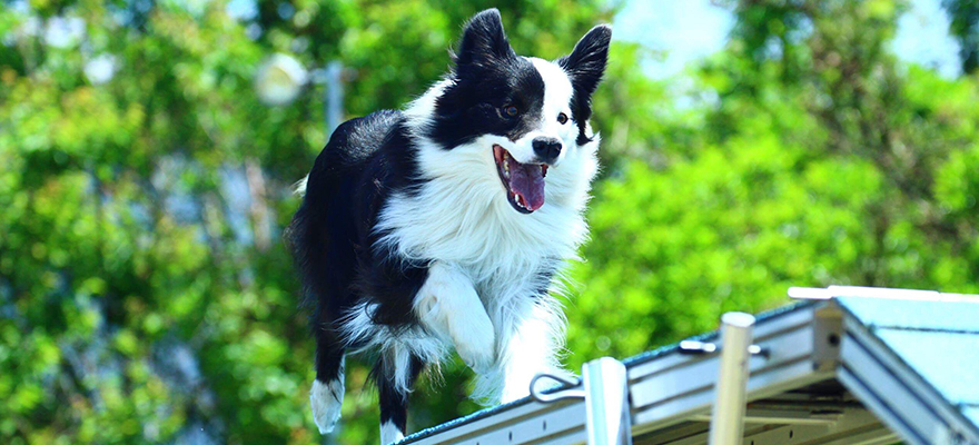 せいろうドッグスクール