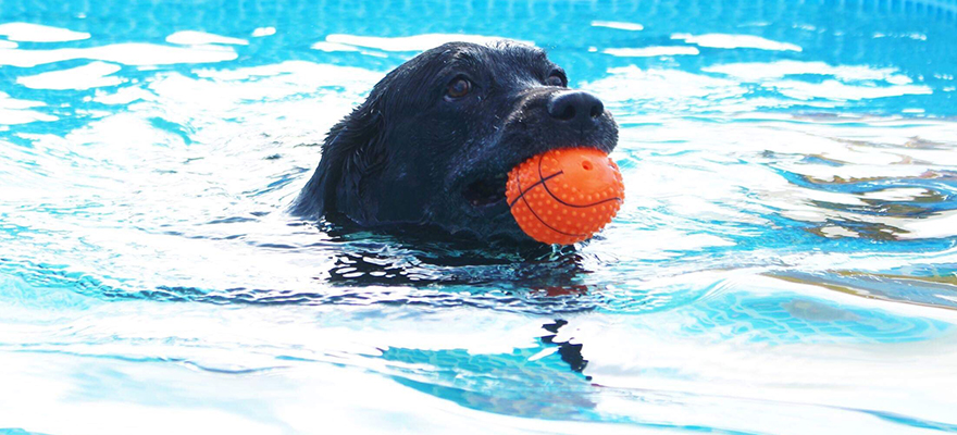 せいろうドッグスクール